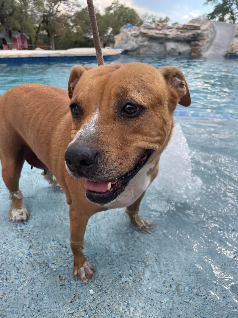 An adult large-sized female Brown / Chocolate Pit Bull Terrier dog named Ginger for adoption in Kempner, TX