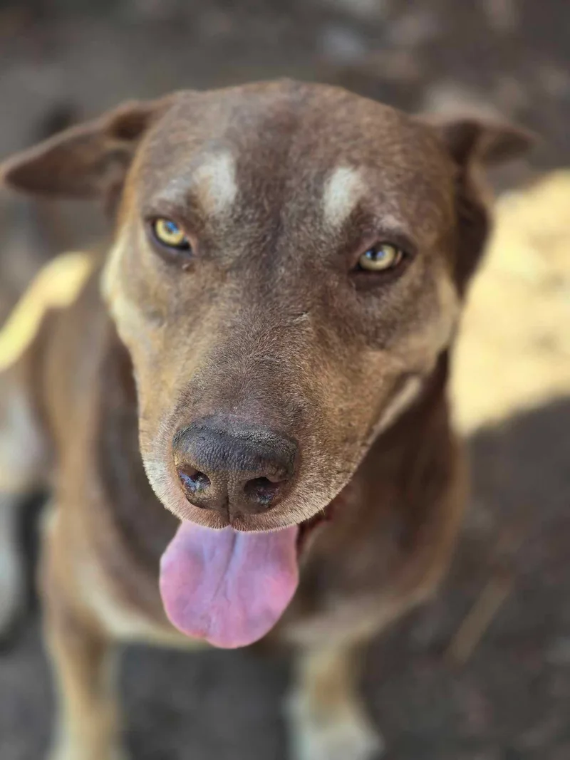 An adult large-sized male Brown / Chocolate Shepherd dog named Beckett for adoption in Kempner, TX
