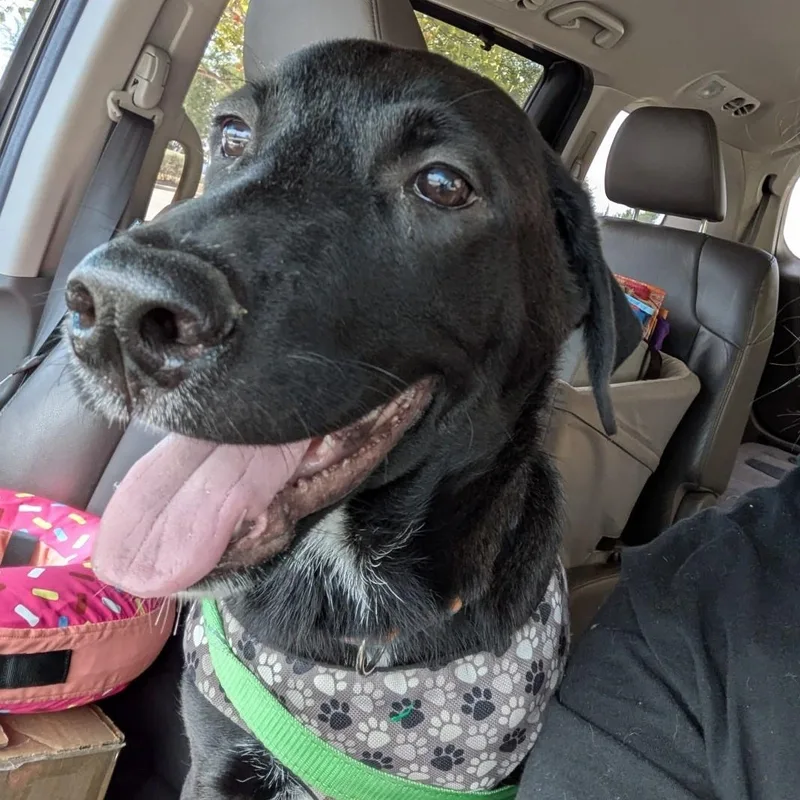 A young medium-sized male Black Labrador Retriever dog named Barry for adoption in Austin, TX