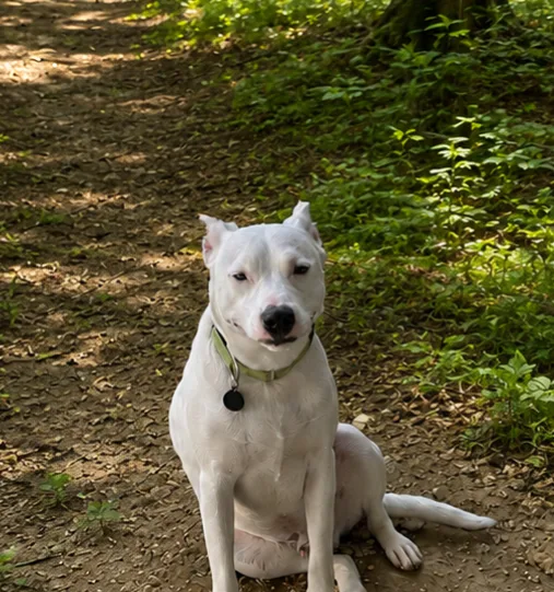 A young medium-sized male White / Cream Bull Terrier dog named Kringle for adoption in Burleson, TX
