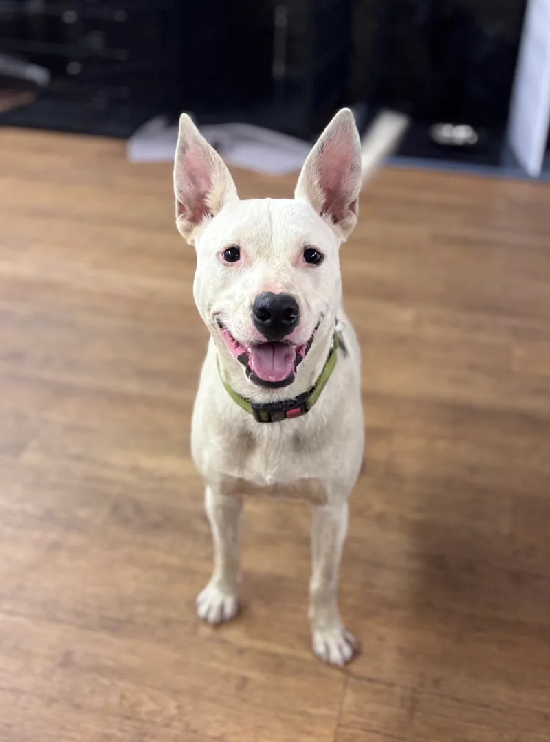 A young medium-sized male White / Cream Bull Terrier dog named Kringle for adoption in Argyle, TX