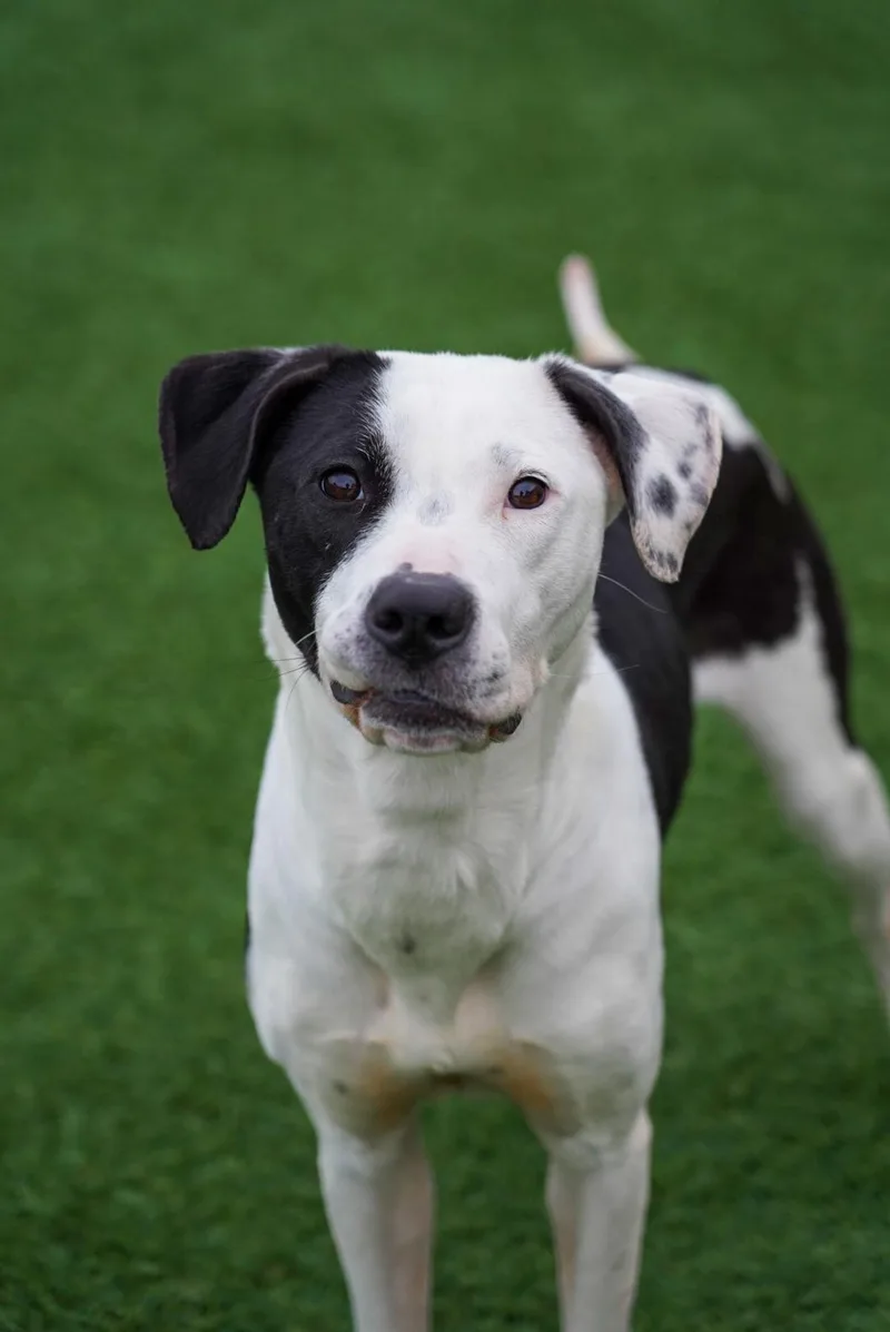 A young medium-sized female White / Cream Pit Bull Terrier dog named Birdie for adoption in Los Angeles, CA