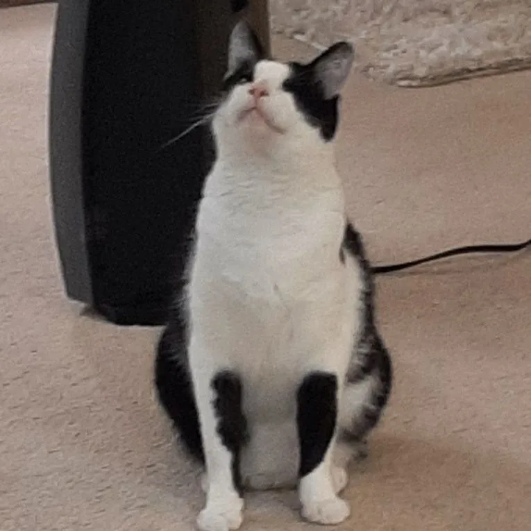 Bob