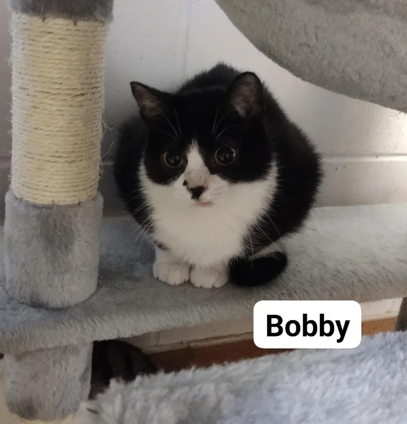 Bobby thumbnail 2