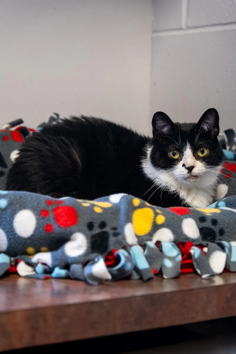 A young medium-sized male Black Domestic Short Hair cat named Bobby for adoption in Monroe, OH