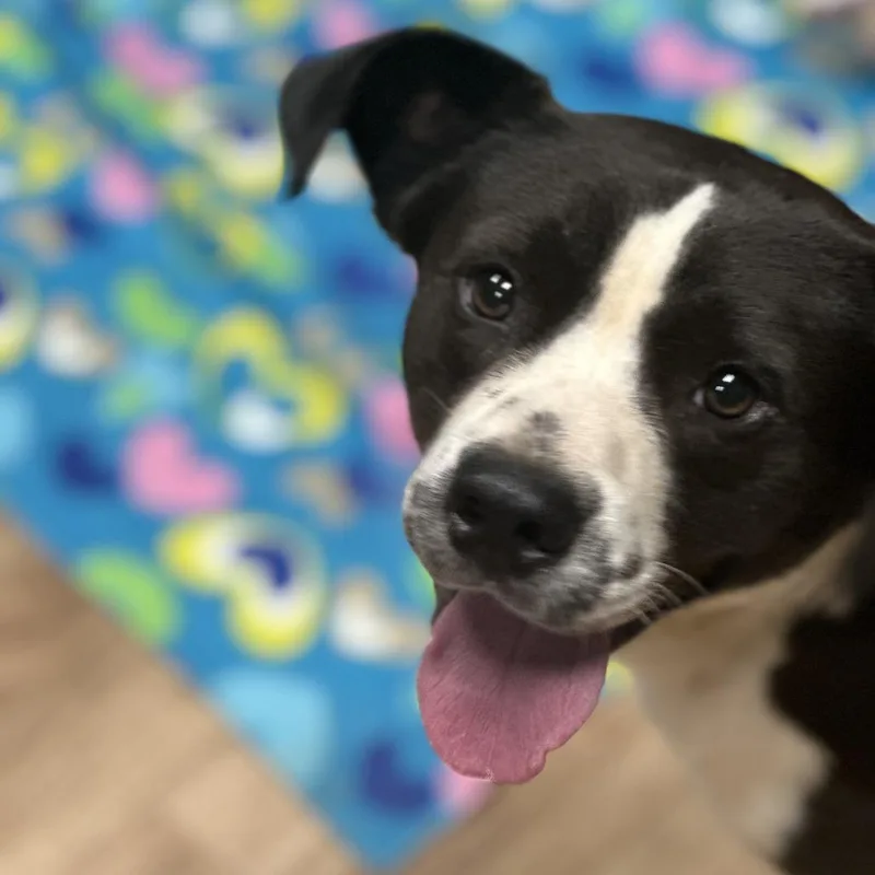 An adult medium-sized male Black Mixed Breed dog named Bartley for adoption in New Orleans, LA