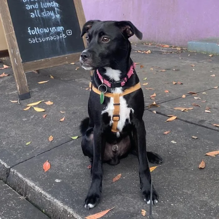 A young medium-sized male Black Terrier dog named Bear for adoption in New Orleans, LA