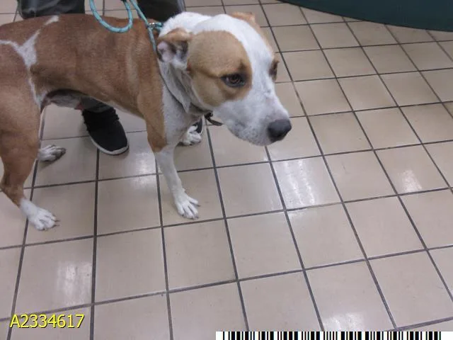A young medium-sized male Mixed Breed dog named Hughie for adoption in West Palm Beach, FL