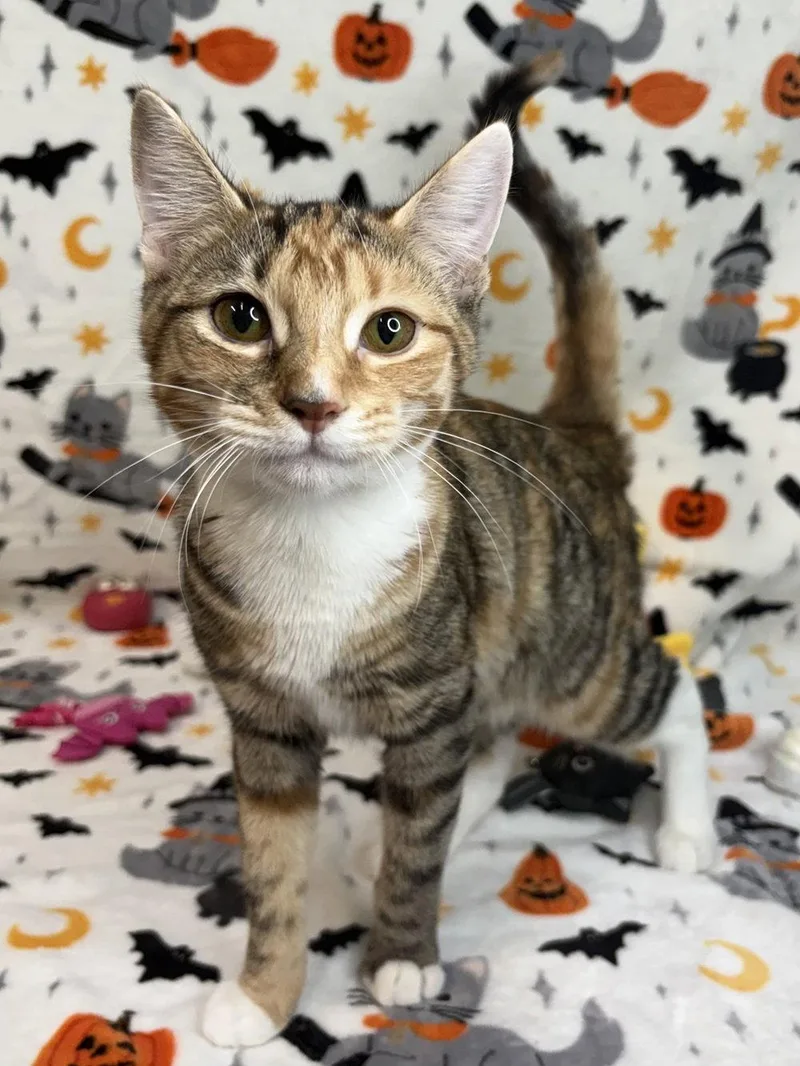 A young medium-sized female Domestic Short Hair cat named Carla for adoption in Wetumpka, AL