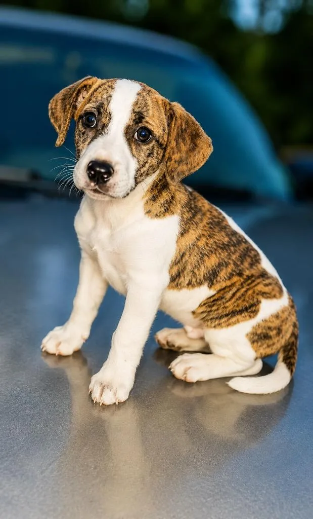 A baby extra large-sized male Catahoula Leopard Dog dog named Jonathan for adoption in North Syracuse, NY