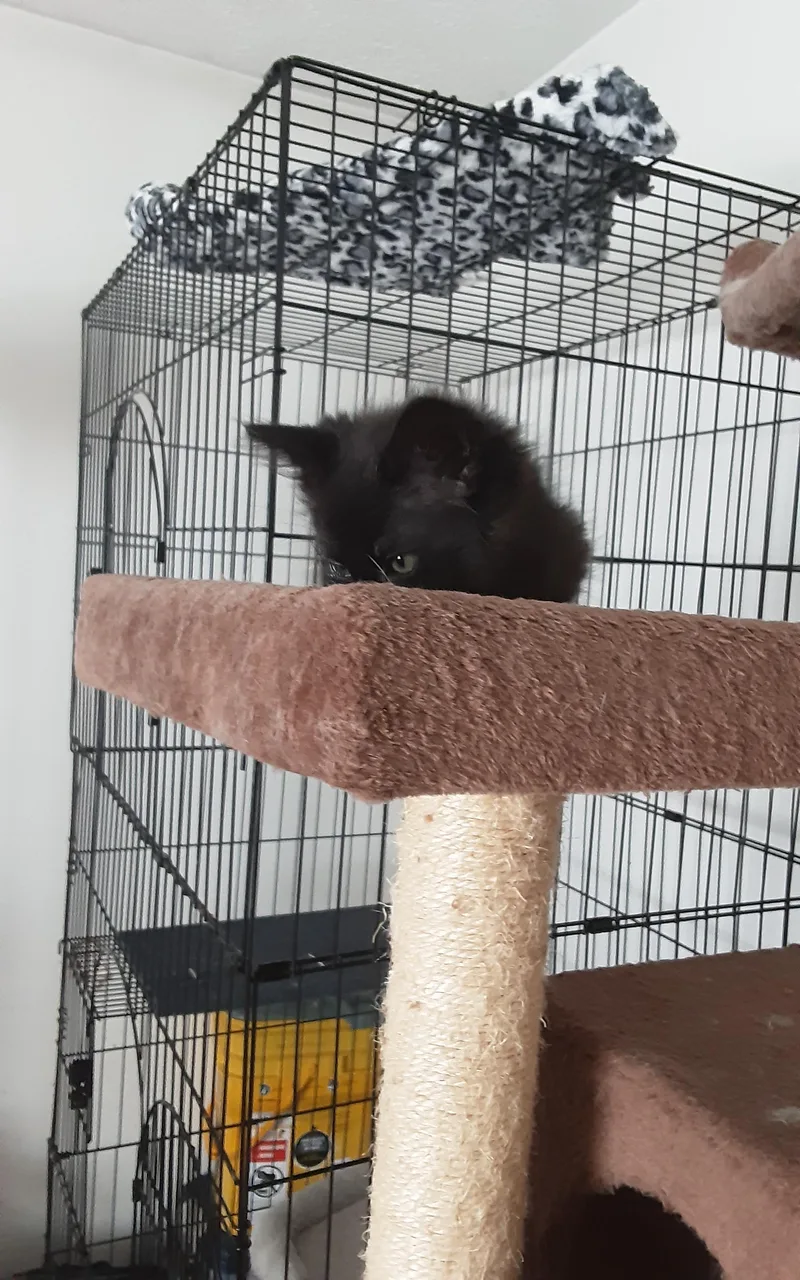 A baby small-sized male Black Domestic Medium Hair cat named Mr. Lazarus for adoption in Aylett, VA
