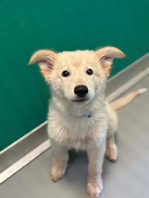 A baby small-sized male German Shepherd Dog dog named A for adoption in Visalia, CA