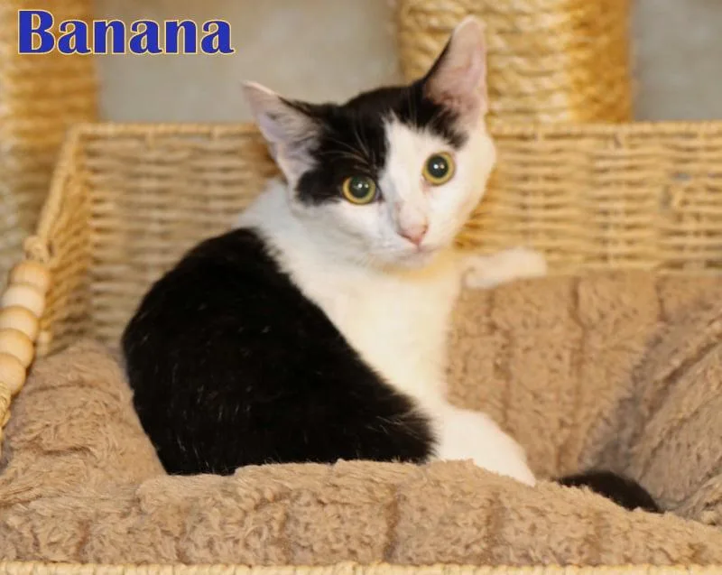 A young medium-sized female Buff & White Domestic Short Hair cat named Banana for adoption in Houston, TX