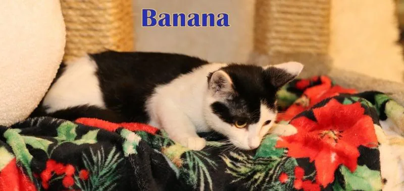 Banana thumbnail 2