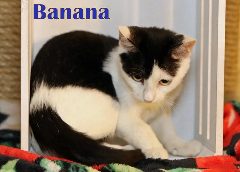 Banana thumbnail 4