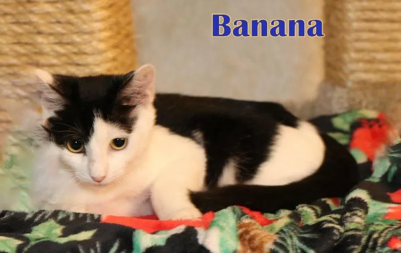 Banana thumbnail 5