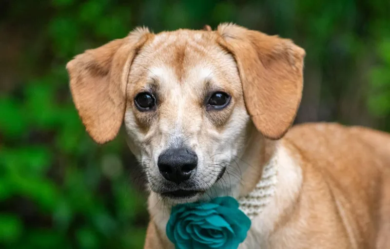 A young medium-sized female Yellow / Tan / Blond / Fawn Beagle dog named Toffee for adoption in Sevierville, TN