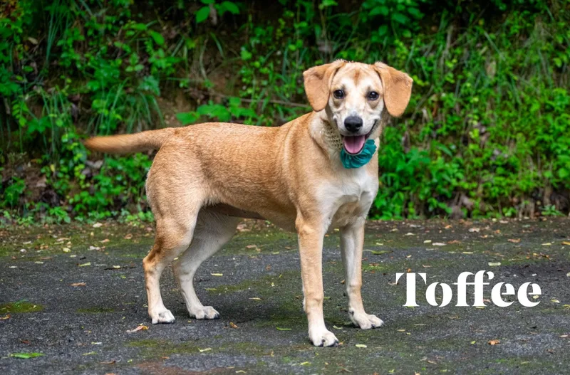 Toffee thumbnail 3