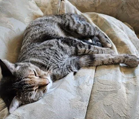 A senior medium-sized female Torbie Domestic Short Hair cat named Abby for adoption in Phoenix, AZ