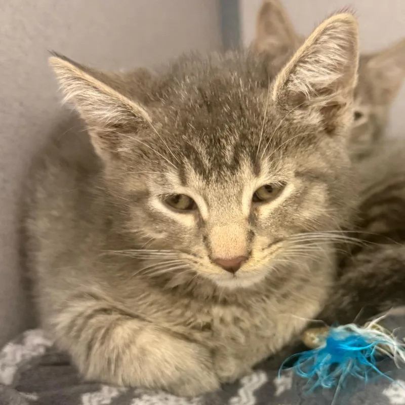 A baby small-sized male Gray / Blue / Silver Domestic Short Hair cat named Mouschi for adoption in Evansville, IN