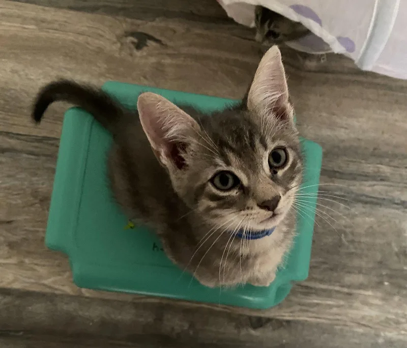 A baby medium-sized male Gray / Blue / Silver Domestic Short Hair cat named Milano for adoption in Oviedo, FL