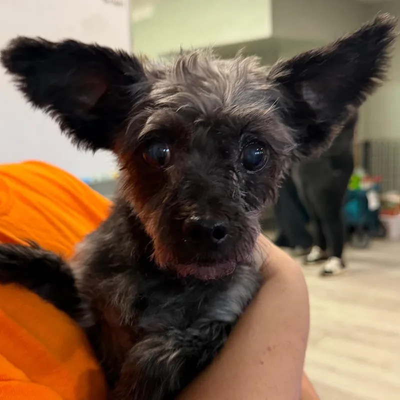 A senior small-sized female Yorkshire Terrier dog named Road Runner for adoption in Waldorf, MD