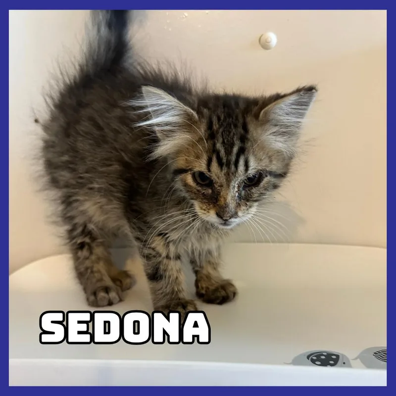 A baby small-sized female Brown / Chocolate Domestic Medium Hair cat named Sedona for adoption in Glenwood, MN