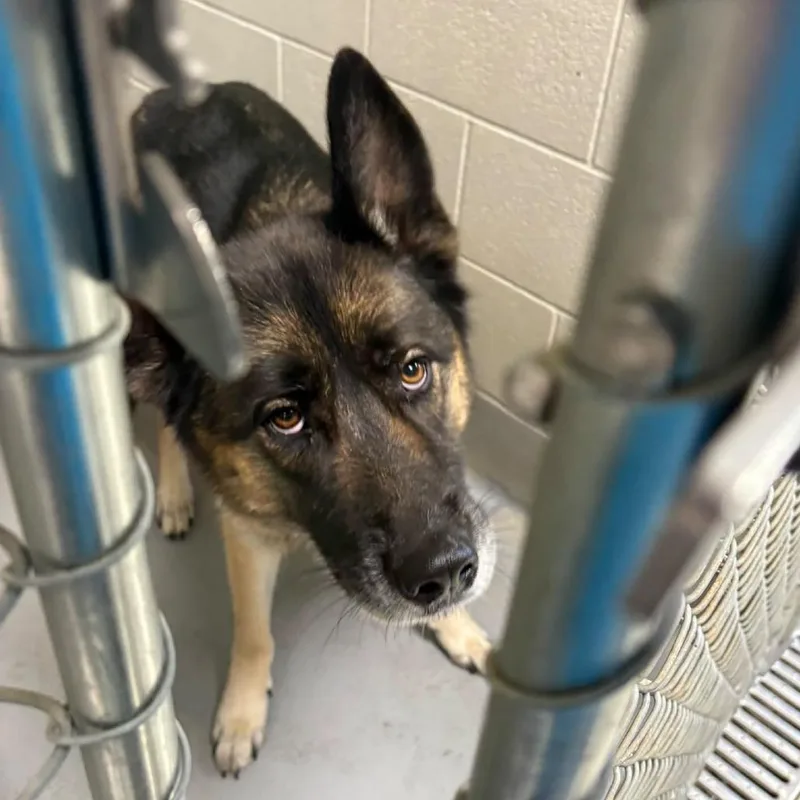 An adult large-sized male German Shepherd Dog dog named Oliver for adoption in Batavia, OH