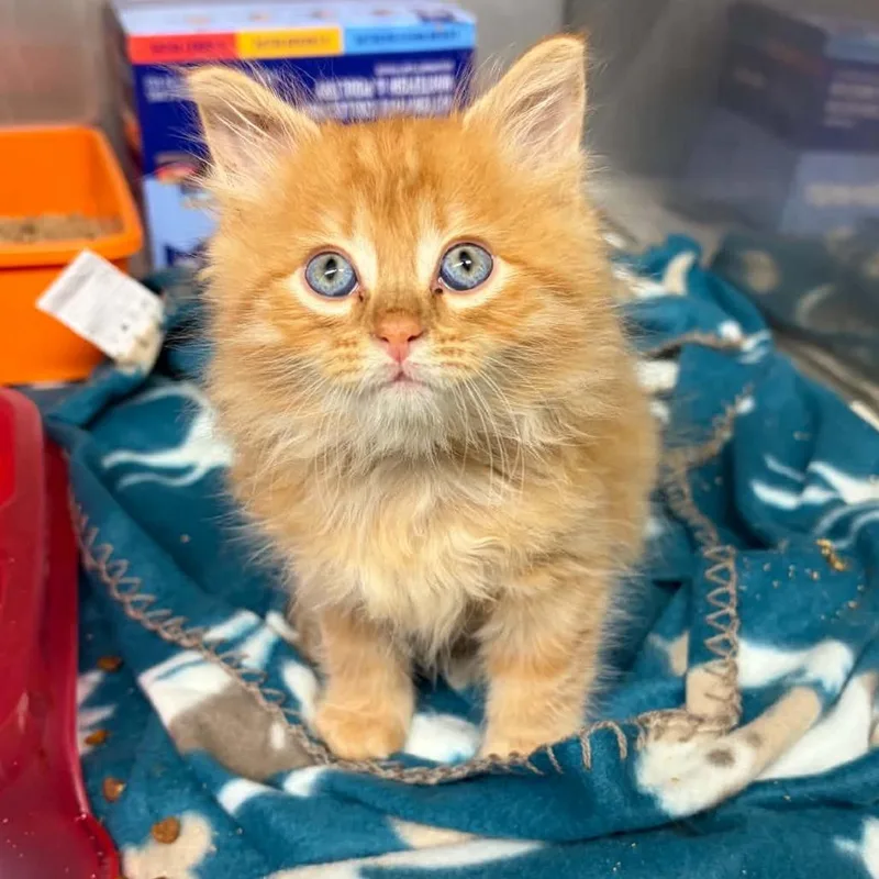 A baby small-sized male Orange / Red Domestic Medium Hair cat named JackOLantern for adoption in Concord, NC