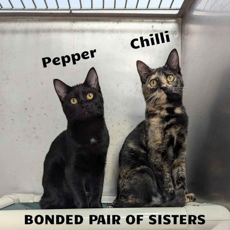 Chilli  Pepper thumbnail 2