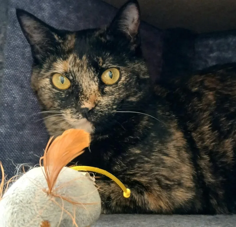 Chilli  Pepper thumbnail 3