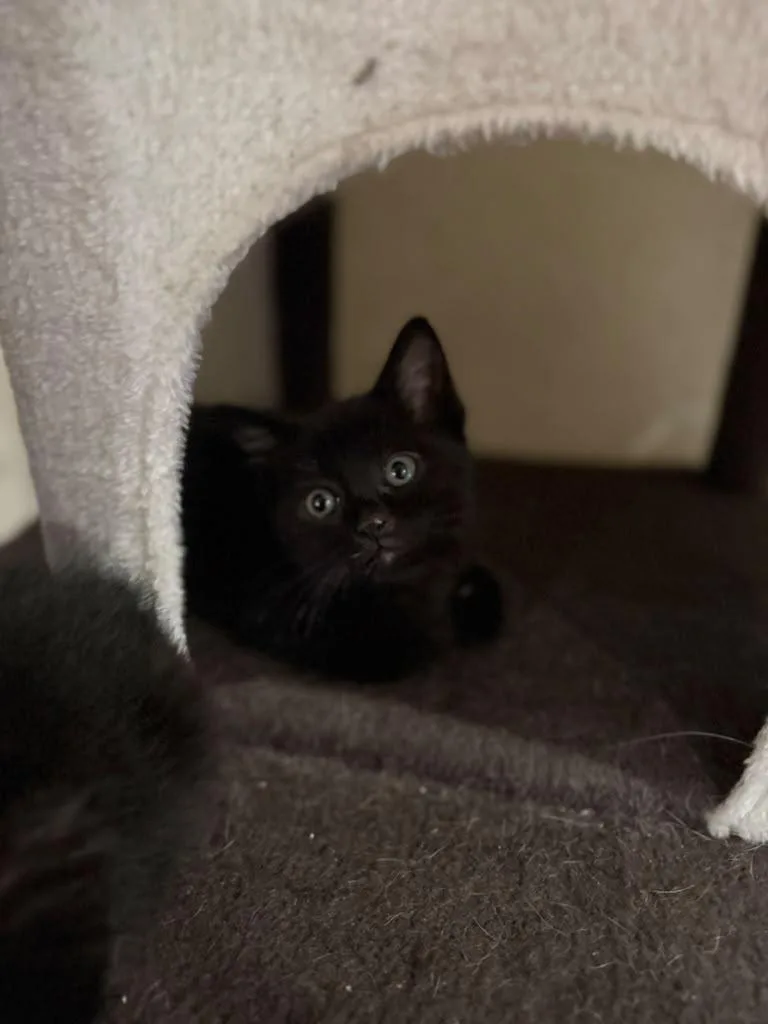 A baby medium-sized male Black Domestic Short Hair cat named Walnut for adoption in Richmond, KY
