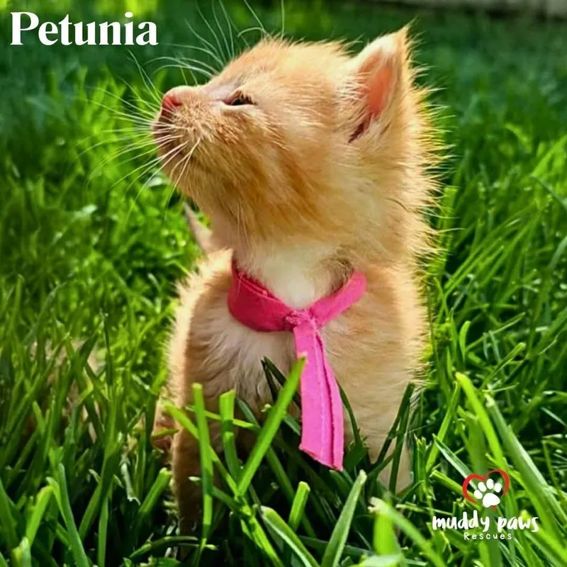 Tea Garden Litter: Petunia