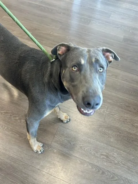 A young large-sized male Mixed Breed dog named Tenzing for adoption in Palmetto, FL