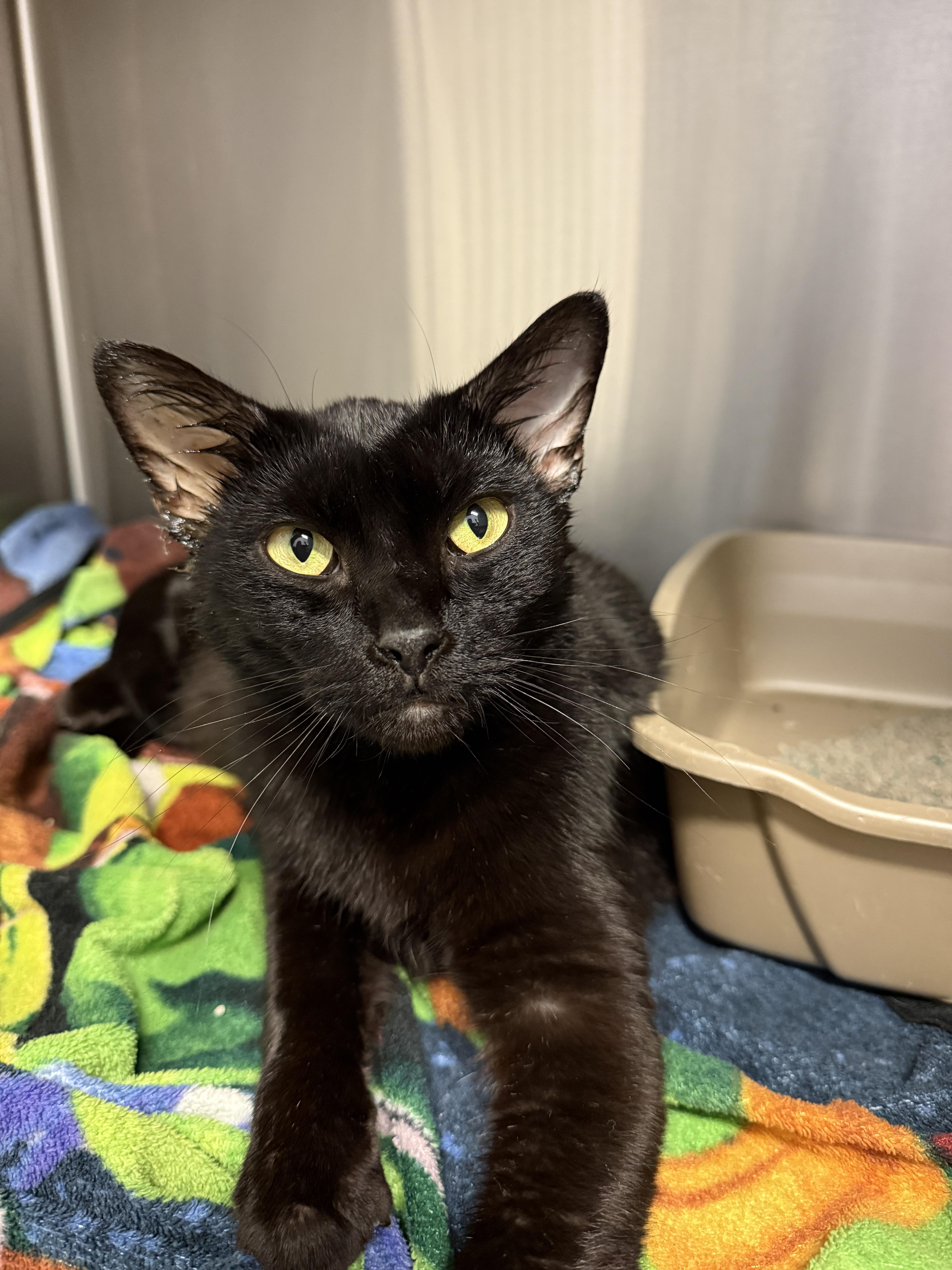 An adult extra large-sized male Domestic Short Hair cat named Slim Jim for adoption in Grand Rapids, MI