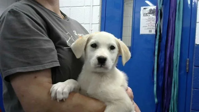 A baby small-sized male Labrador Retriever dog named Hank for adoption in Albuquerque, NM