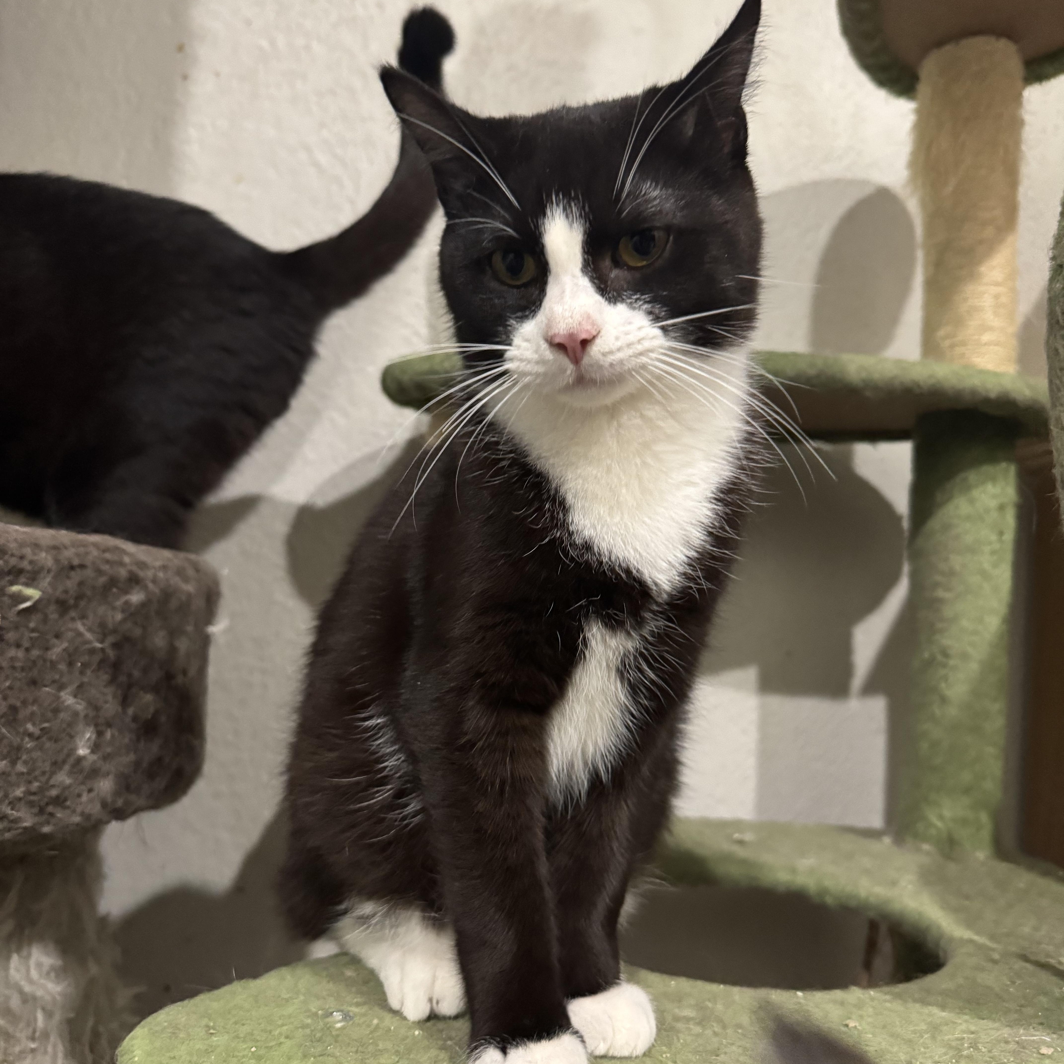 Scallion thumbnail 2