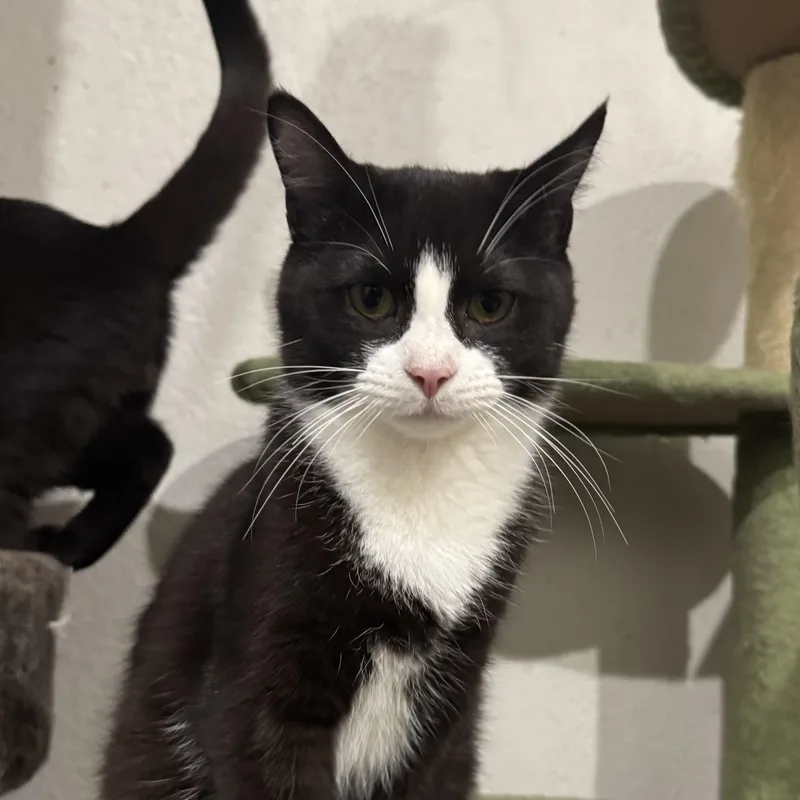 Scallion thumbnail 3