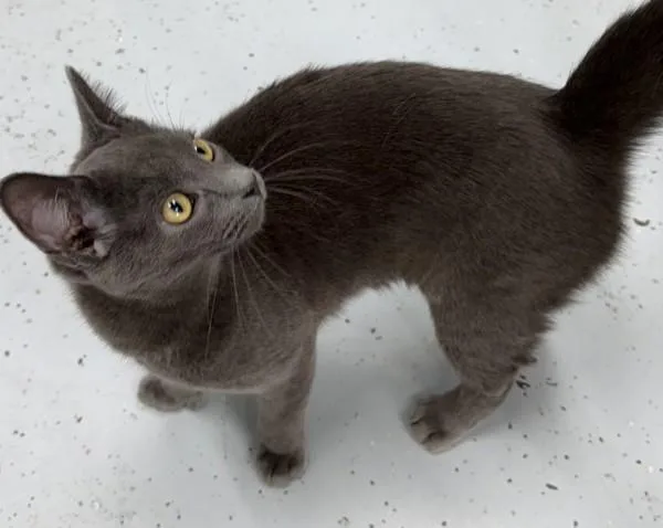 A baby small-sized female Domestic Short Hair cat named Lavender for adoption in Skillman, NJ