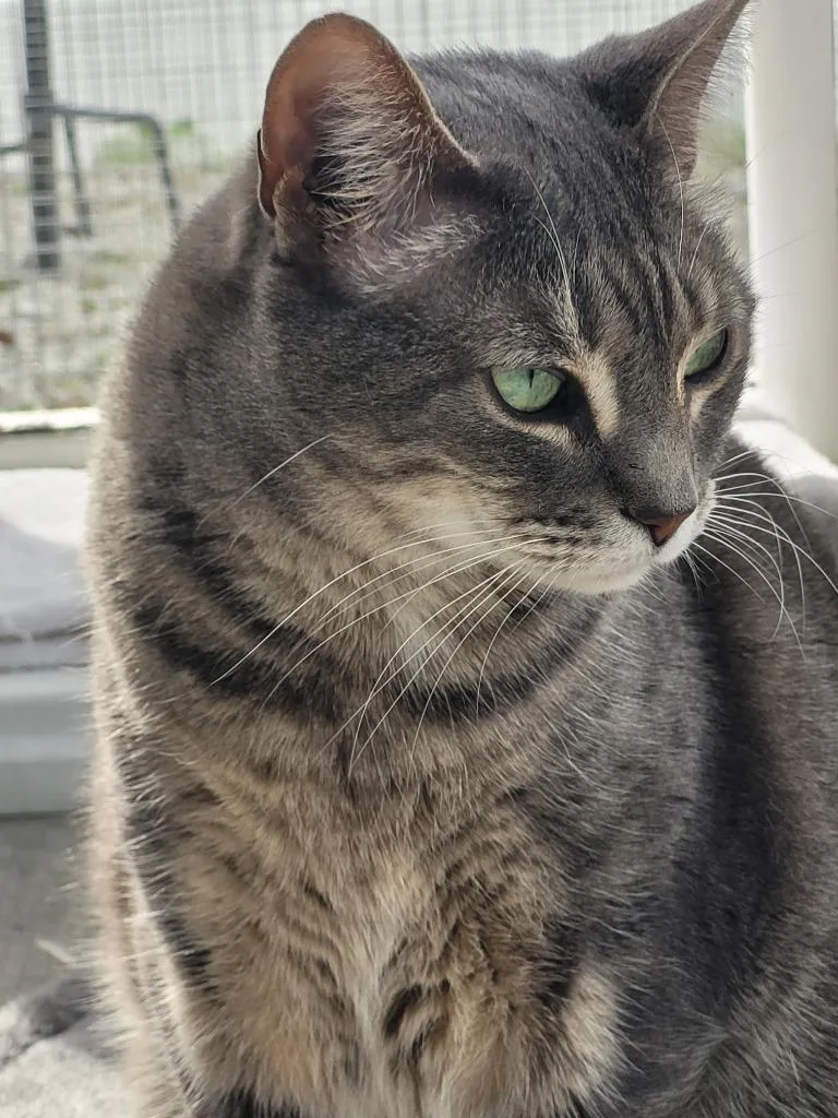 An adult large-sized male Domestic Short Hair cat named Artemus for adoption in New Bern, NC