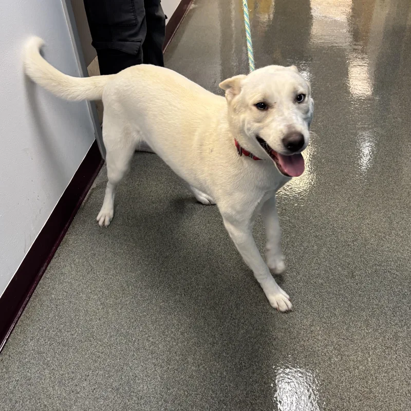 An adult medium-sized female Mixed Breed dog named Lola for adoption in Mount Pleasant, MI