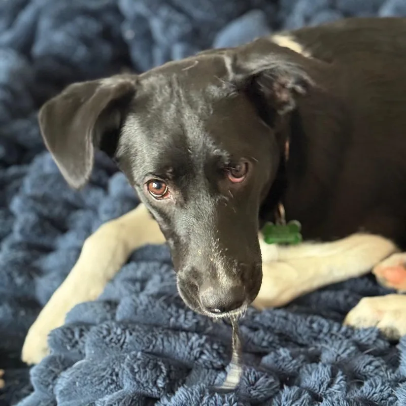 Annie