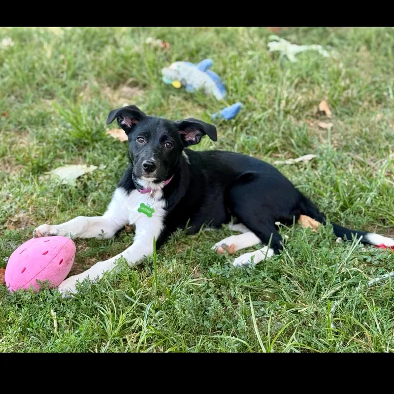 Annie thumbnail 4