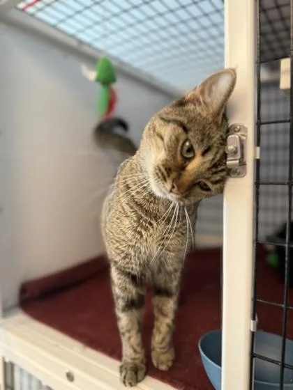 Aphrodite thumbnail 2