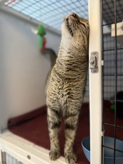 Aphrodite thumbnail 3