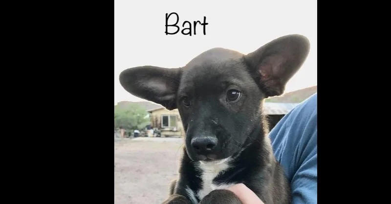 An adult medium-sized male Cattle Dog dog named Bart for adoption in Bonita, CA