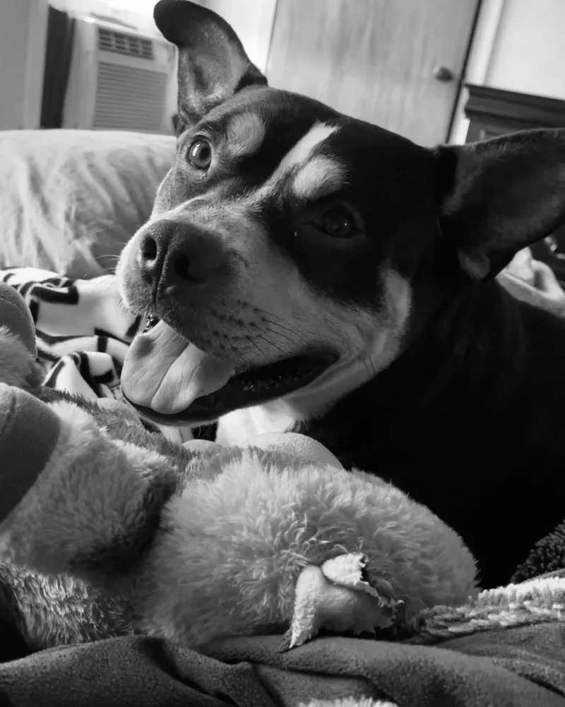 Baxter thumbnail 3