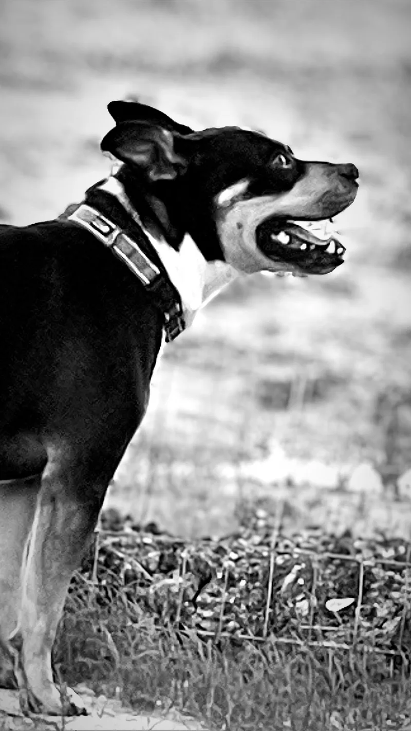 Baxter thumbnail 4