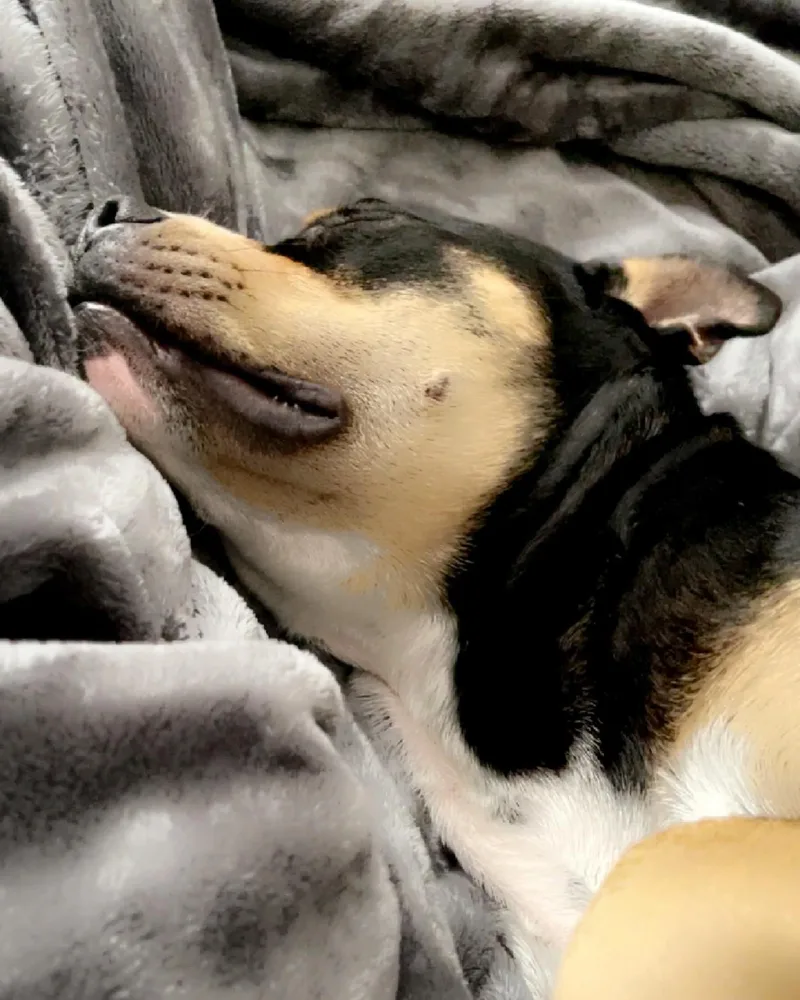 Baxter thumbnail 6