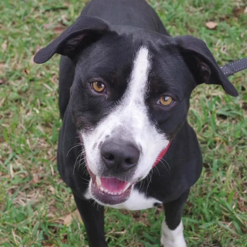 An adult medium-sized male Black Labrador Retriever dog named Benny for adoption in Miami, FL
